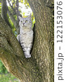 Scottish Straight Cat Walking in Park Graceful Gray Cat Outdoors 122153076