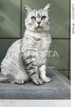 Scottish Straight Cat Walking in Park Graceful Gray Cat Outdoors Scottish Straight Cat Walking in Park Graceful Gray Cat Outdoors 122153077