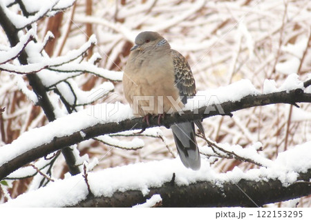 雪が降り積もった木の枝に止まるキジバト 雪が降り積もった木の枝に止まるキジバト 122153295