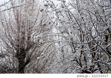 雪が積もった木・1 122153317