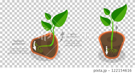 3D Isometric Flat Illustration of Geotropism and Gravitropism In Plants, Movement in Response to Light 3D Isometric Flat Illustration of Geotropism and Gravitropism In Plants, Movement in Response to Light 122154616