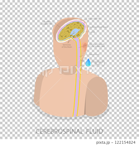 3D Isometric Flat Illustration of Cerebrospinal Fluid, Medical Science Learning 3D Isometric Flat Illustration of Cerebrospinal Fluid, Medical Science Learning 122154824