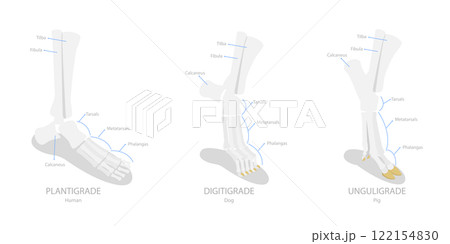 3D Isometric Flat  Illustration of Comparison of Plantigrade, Digitigrade and Unguligrade, Walking Methods of Human and Animals 122154830