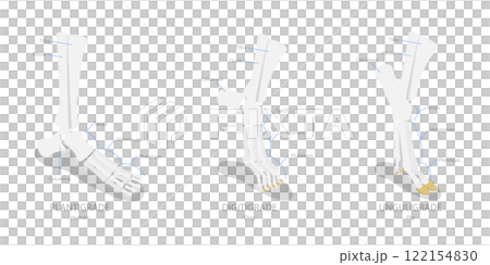 3D Isometric Flat  Illustration of Comparison of Plantigrade, Digitigrade and Unguligrade, Walking Methods of Human and Animals 122154830