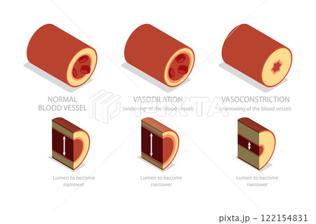 3D Isometric Flat  Illustration of Vasoconstriction And Vasodilation, Artery Constriction and Dilation on Blood Flow. 122154831