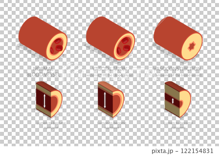 3D Isometric Flat  Illustration of Vasoconstriction And Vasodilation, Artery Constriction and Dilation on Blood Flow. 122154831