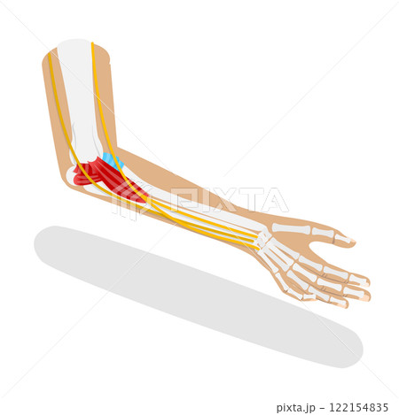 3D Isometric Flat  Illustration of Ulnar Collateral Ligament, UCL Structure 122154835