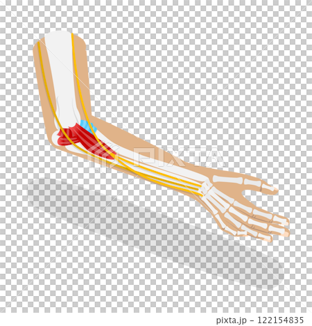 3D Isometric Flat  Illustration of Ulnar Collateral Ligament, UCL Structure 122154835