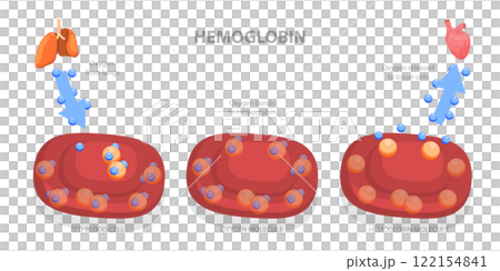 3D Isometric Flat Illustration of Hemoglobin, Its Role as Oxygen Transporter in the Body 3D Isometric Flat Illustration of Hemoglobin, Its Role as Oxygen Transporter in the Body 122154841