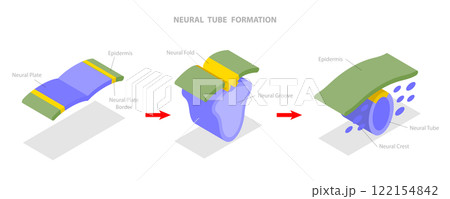 3D Isometric Flat  Illustration of Neural Tube Formation, Anatomy of the Central Nervous System 122154842
