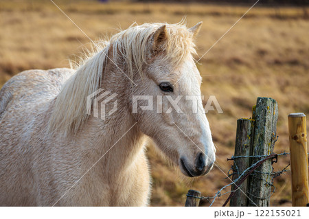 A rare breed of Icelandic horse in the autumn pastures of western Iceland A rare breed of Icelandic horse in the autumn pastures of western Iceland 122155021