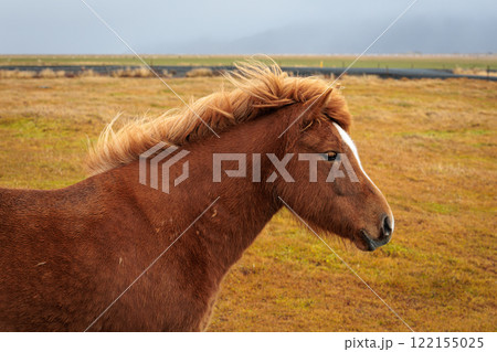 A rare breed of Icelandic horse in the autumn pastures of western Iceland A rare breed of Icelandic horse in the autumn pastures of western Iceland 122155025