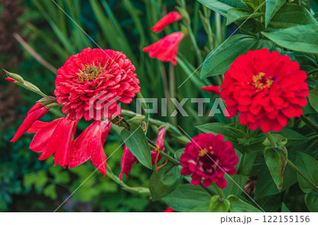 Vibrant red zinnias and trumpet flowers flourishing in a garden setting 122155156
