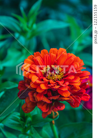 Bright orange zinnia blooms among green foliage in a vibrant garden Bright orange zinnia blooms among green foliage in a vibrant garden 122155159