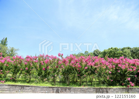 鮮やか サルスベリの花 一才百日紅 鮮やか サルスベリの花 一才百日紅 122155160