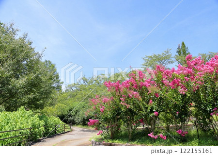 鮮やか サルスベリの花 一才百日紅 鮮やか サルスベリの花 一才百日紅 122155161