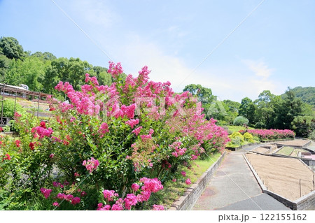 鮮やか　サルスベリの花　一才百日紅 122155162