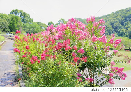 鮮やか　サルスベリの花　一才百日紅 122155163