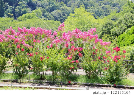鮮やか　サルスベリの花　一才百日紅 122155164