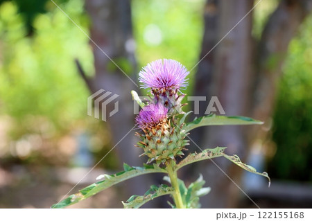カルドンの花 チョウセンアザミ カルドンの花 チョウセンアザミ 122155168