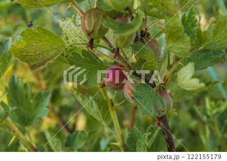 Grilling salmon and trout over a barbecue on a sunny afternoon 122155179