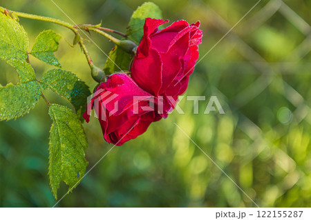 Morning dew glistens on vibrant red roses in a garden setting Morning dew glistens on vibrant red roses in a garden setting 122155287