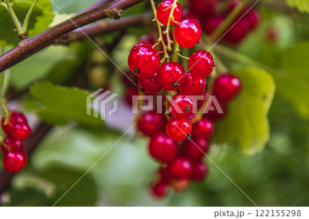 Harvesting currants, grapes, and various fruits in a lush garden setting Harvesting currants, grapes, and various fruits in a lush garden setting 122155298