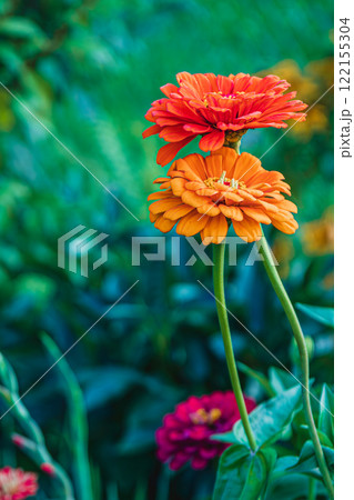 Vibrant zinnias stand tall in a lively garden on a sunny afternoon 122155304