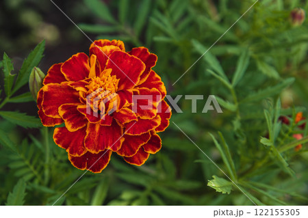 Colorful marigold flower blooms among lush green foliage in the garden 122155305