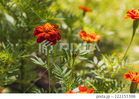Bright orange marigolds bloom amidst vibrant green foliage in a garden 122155306