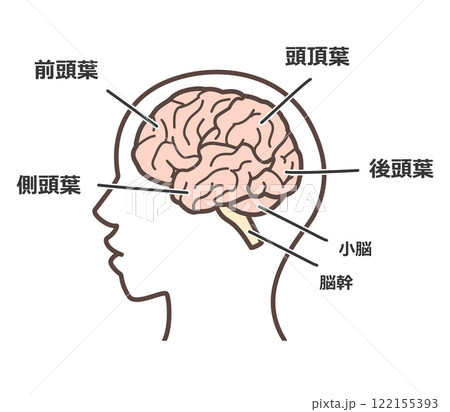 脳の図解 122155393
