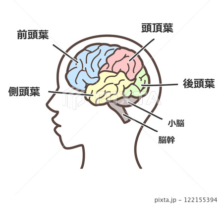 脳の図解 脳の図解 122155394