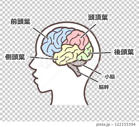 脳の図解 脳の図解 122155394