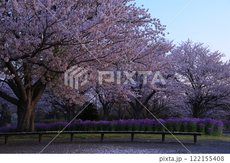 満開の桜と青い空 122155408