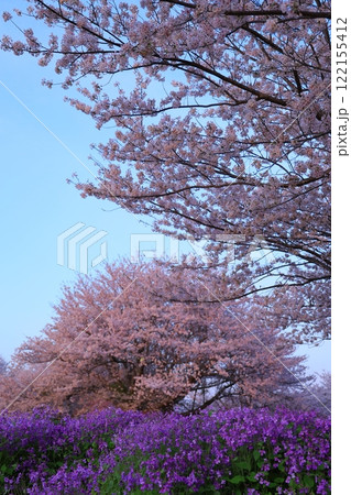 満開の桜と青い空 122155412