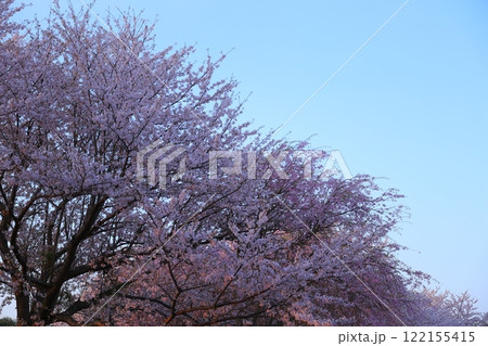 満開の桜と青い空 満開の桜と青い空 122155415