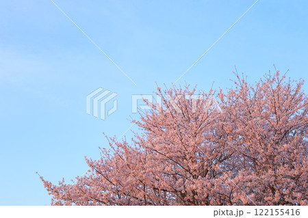 満開の桜と青い空 122155416
