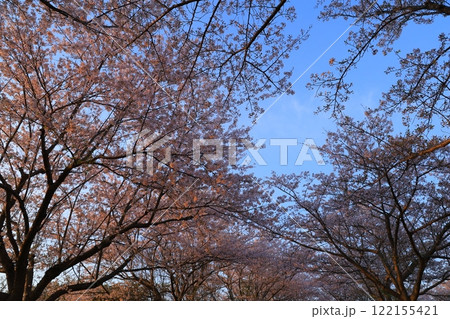 満開の桜と青い空 満開の桜と青い空 122155421