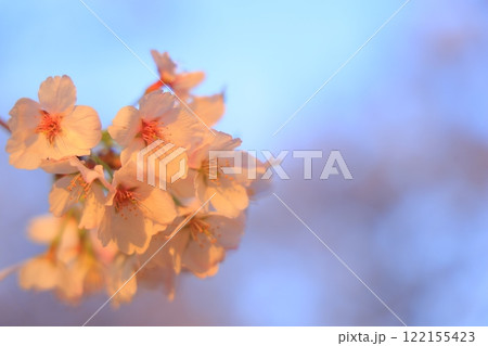 満開の桜と青い空 122155423