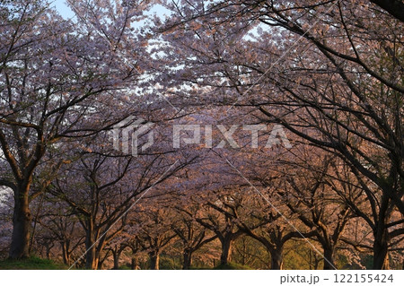 満開の桜と青い空 満開の桜と青い空 122155424