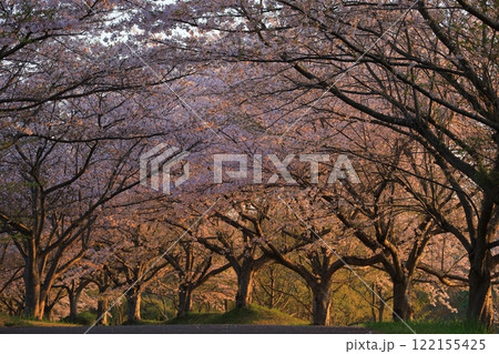 満開の桜と青い空 122155425