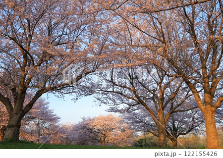 満開の桜と青い空 満開の桜と青い空 122155426
