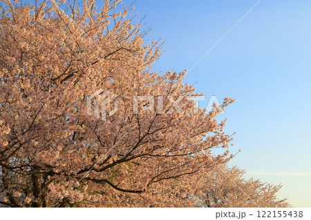 満開の桜と青い空 満開の桜と青い空 122155438