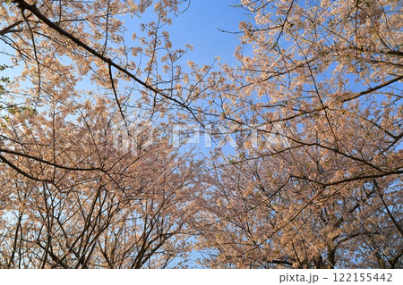 満開の桜と青い空 満開の桜と青い空 122155442