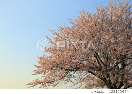満開の桜と青い空 満開の桜と青い空 122155444