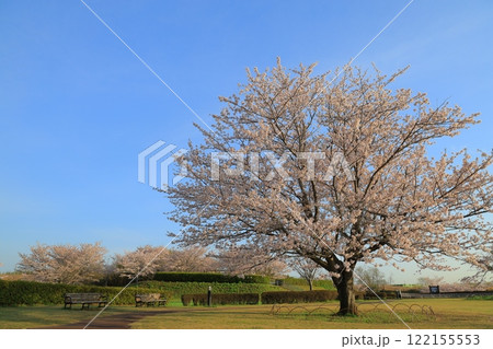 青空に映える満開の桜 122155553