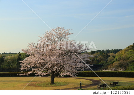 青空に映える満開の桜 122155555