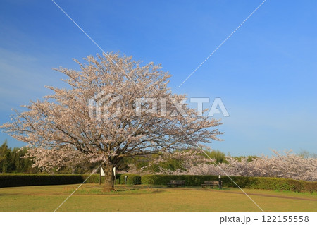 青空に映える満開の桜 青空に映える満開の桜 122155558