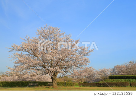青空に映える満開の桜 青空に映える満開の桜 122155559