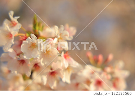 青空に映える満開の桜 122155560